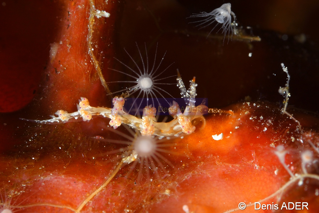 Cratena species 01-Eudendrium sp Wangi Wangi Island-22m-20180601-Denis-ADER-DSC_3030_tn.jpg